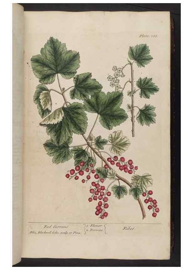 Reproducción/Reproduction 8362173950: A curious herbal. London : Printed for Samuel Harding, 1737-1739.