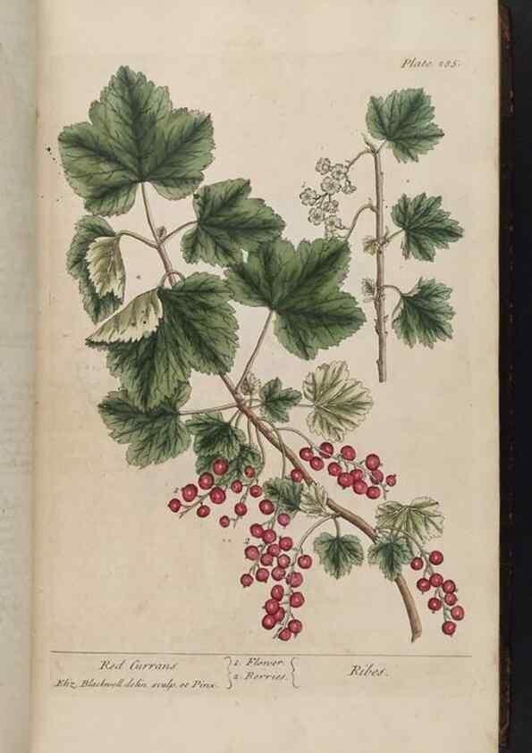 Reproducción/Reproduction 8362173950: A curious herbal. London : Printed for Samuel Harding, 1737-1739.