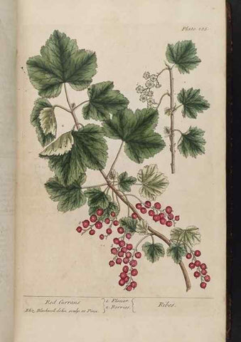 Reproducción/Reproduction 8362173950: A curious herbal. London : Printed for Samuel Harding, 1737-1739.