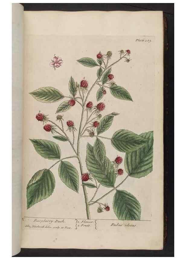 Reproducción/Reproduction 8362175112: A curious herbal. London : Printed for Samuel Harding, 1737-1739.