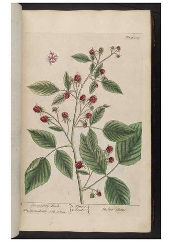 Reproducción/Reproduction 8362175112: A curious herbal. London : Printed for Samuel Harding, 1737-1739.