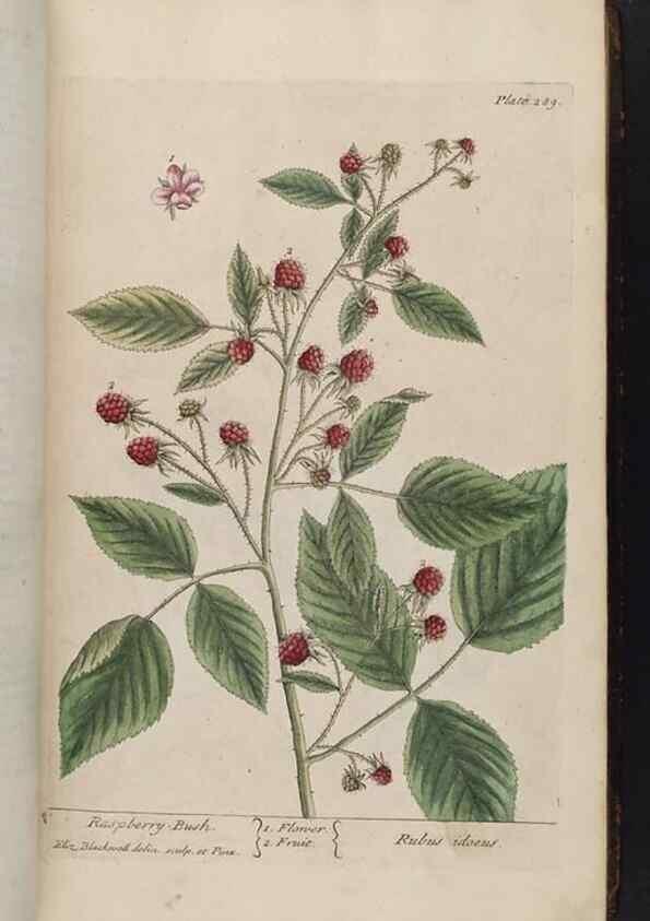 Reproducción/Reproduction 8362175112: A curious herbal. London : Printed for Samuel Harding, 1737-1739.