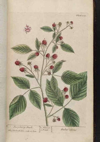 Reproducción/Reproduction 8362175112: A curious herbal. London : Printed for Samuel Harding, 1737-1739.