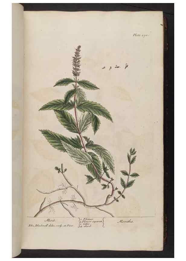 Reproducción/Reproduction 8361113869: A curious herbal. London : Printed for Samuel Harding, 1737-1739.