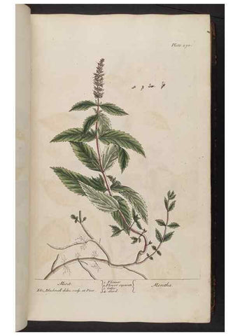 Reproducción/Reproduction 8361113869: A curious herbal. London : Printed for Samuel Harding, 1737-1739.