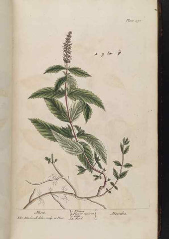 Reproducción/Reproduction 8361113869: A curious herbal. London : Printed for Samuel Harding, 1737-1739.