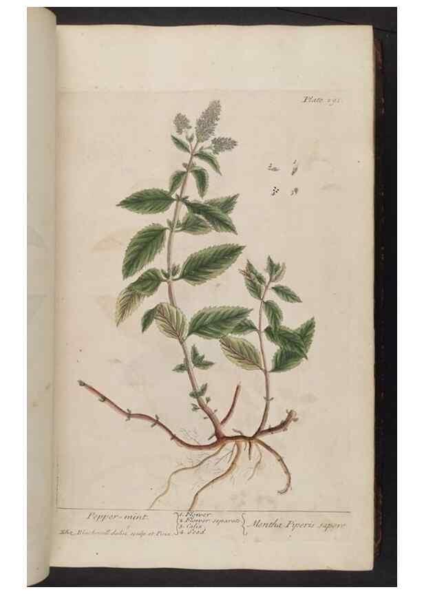 Reproducción/Reproduction 8362175636: A curious herbal. London : Printed for Samuel Harding, 1737-1739.