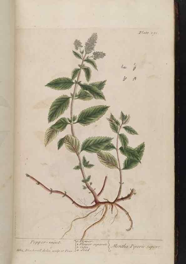 Reproducción/Reproduction 8362175636: A curious herbal. London : Printed for Samuel Harding, 1737-1739.