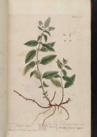 Reproducción/Reproduction 8362175636: A curious herbal. London : Printed for Samuel Harding, 1737-1739.