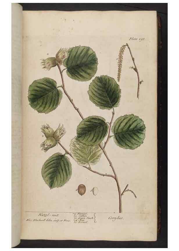 Reproducción/Reproduction 8361114523: A curious herbal. London : Printed for Samuel Harding, 1737-1739.