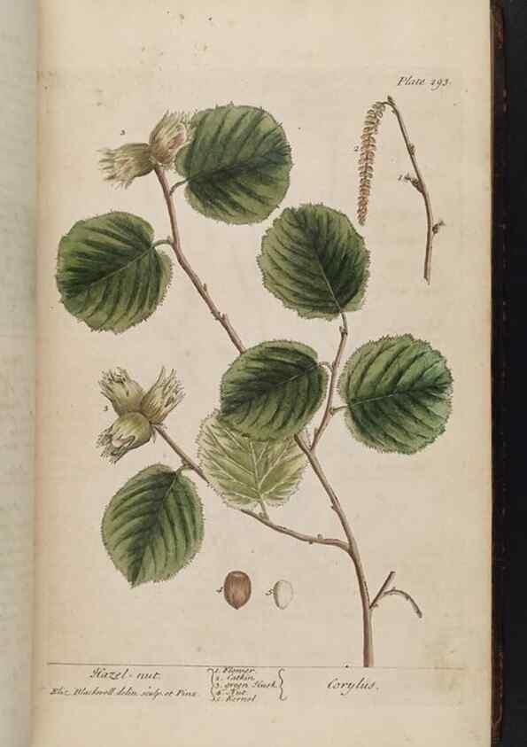 Reproducción/Reproduction 8361114523: A curious herbal. London : Printed for Samuel Harding, 1737-1739.