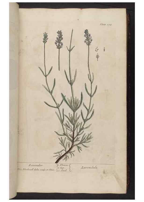 Reproducción/Reproduction 8362176510: A curious herbal. London : Printed for Samuel Harding, 1737-1739.
