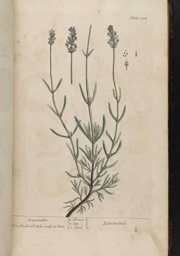 Reproducción/Reproduction 8362176510: A curious herbal. London : Printed for Samuel Harding, 1737-1739.