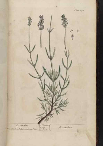 Reproducción/Reproduction 8362176510: A curious herbal. London : Printed for Samuel Harding, 1737-1739.