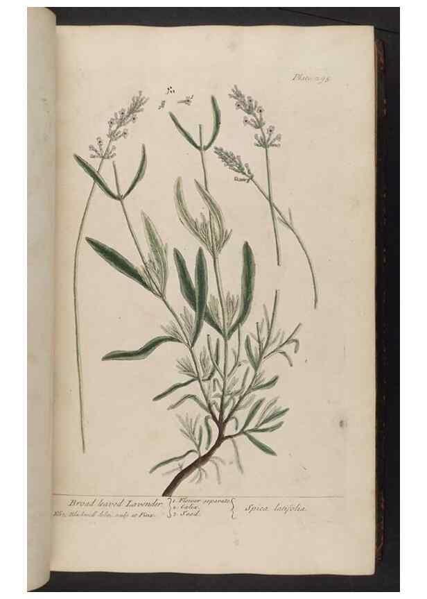 Reproducción/Reproduction 8361115581: A curious herbal. London : Printed for Samuel Harding, 1737-1739.