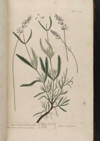 Reproducción/Reproduction 8361115581: A curious herbal. London : Printed for Samuel Harding, 1737-1739.