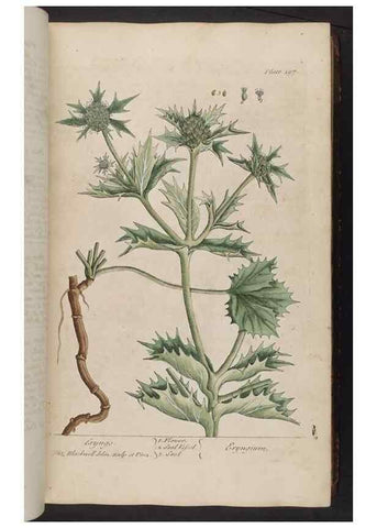 Reproducción/Reproduction 8362177662: A curious herbal. London : Printed for Samuel Harding, 1737-1739.