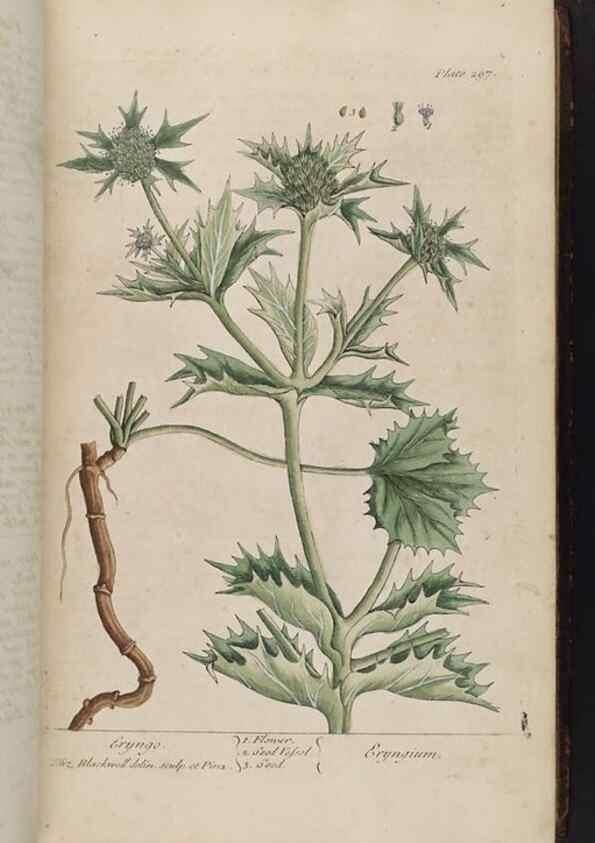 Reproducción/Reproduction 8362177662: A curious herbal. London : Printed for Samuel Harding, 1737-1739.