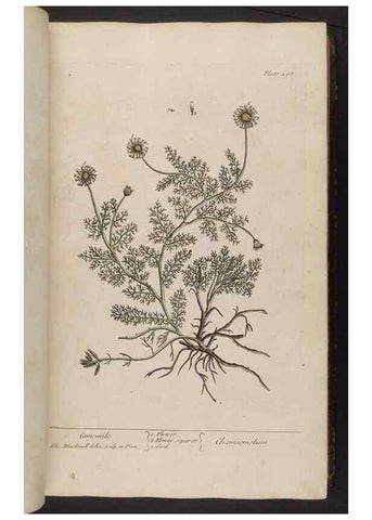 Reproducción/Reproduction 8362177948: A curious herbal. London : Printed for Samuel Harding, 1737-1739.