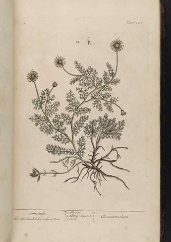 Reproducción/Reproduction 8362177948: A curious herbal. London : Printed for Samuel Harding, 1737-1739.