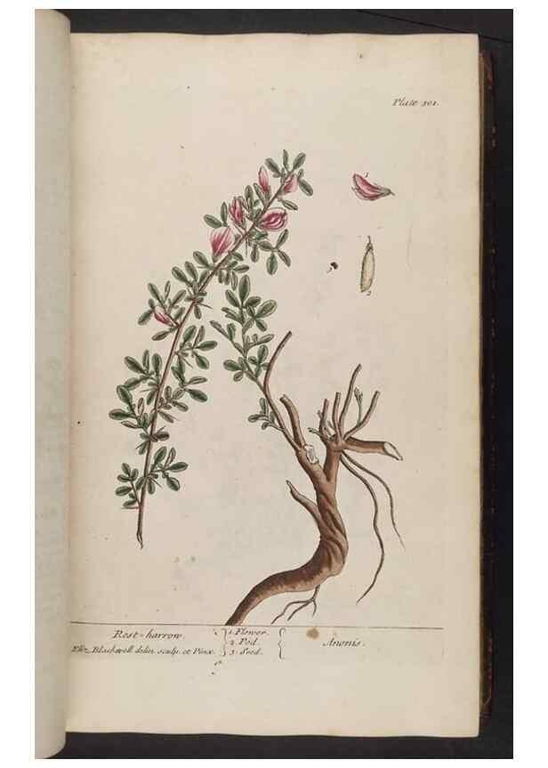 Reproducción/Reproduction 8362178784: A curious herbal. London : Printed for Samuel Harding, 1737-1739.