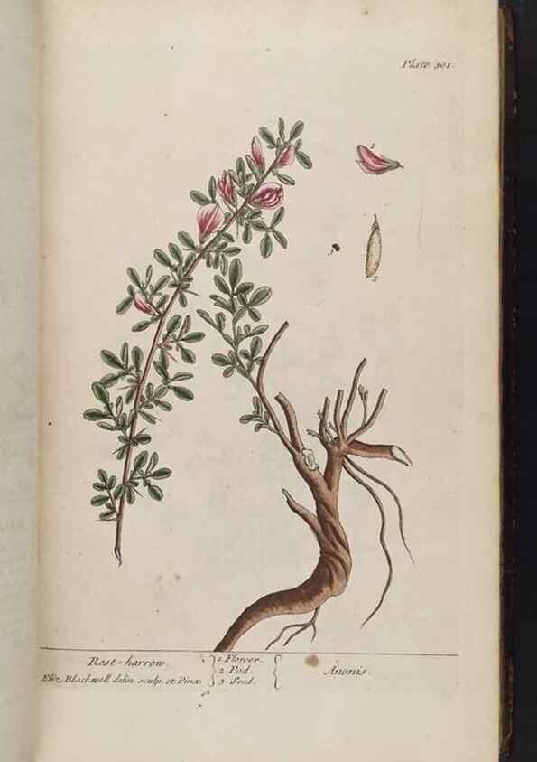 Reproducción/Reproduction 8362178784: A curious herbal. London : Printed for Samuel Harding, 1737-1739.
