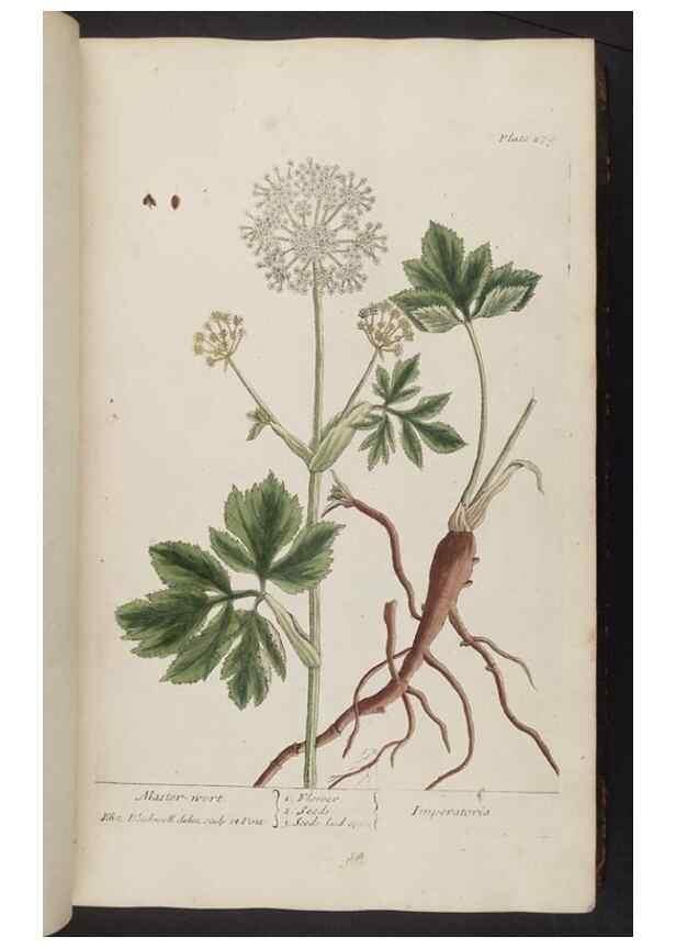 Reproducción/Reproduction 8361111063: A curious herbal. London : Printed for Samuel Harding, 1737-1739.
