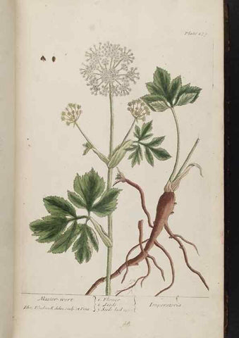Reproducción/Reproduction 8361111063: A curious herbal. London : Printed for Samuel Harding, 1737-1739.