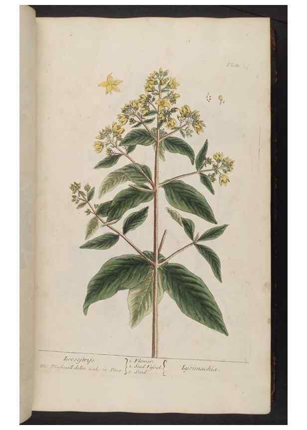 Reproducción/Reproduction 8362172330: A curious herbal. London : Printed for Samuel Harding, 1737-1739.