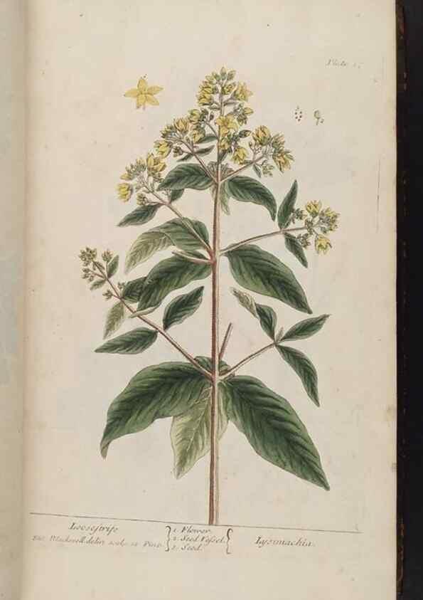 Reproducción/Reproduction 8362172330: A curious herbal. London : Printed for Samuel Harding, 1737-1739.