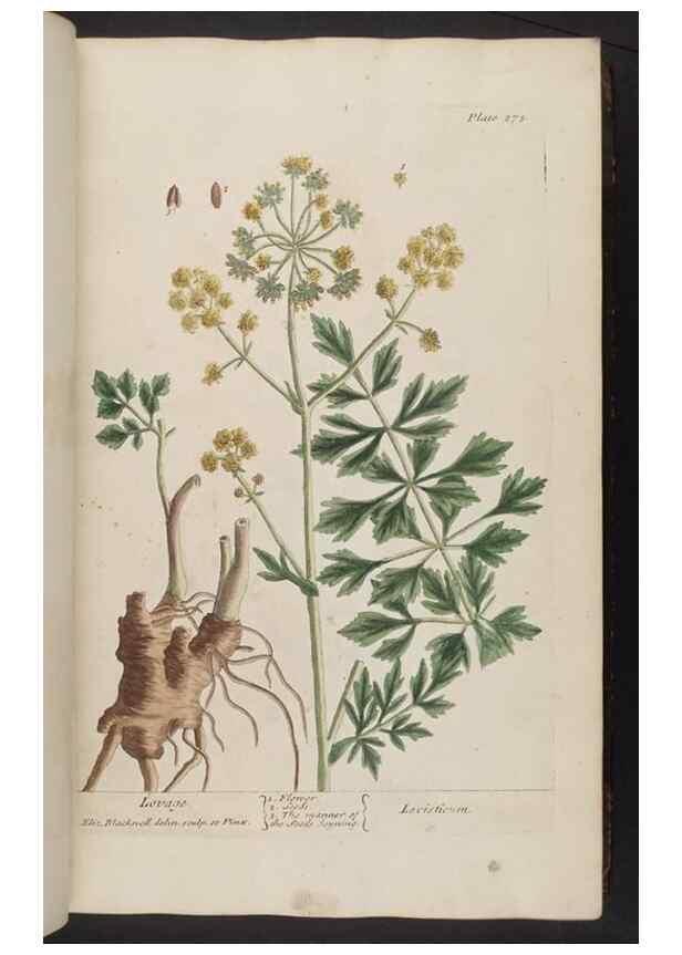 Reproducción/Reproduction 8362171480: A curious herbal. London : Printed for Samuel Harding, 1737-1739.