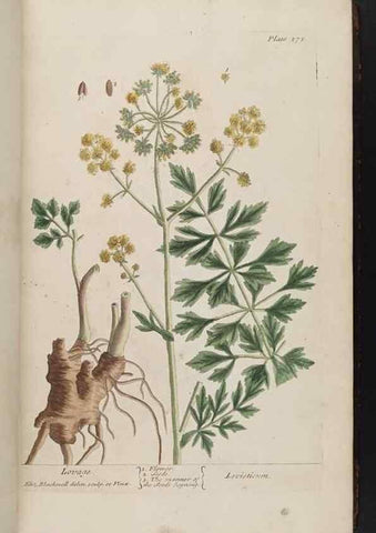 Reproducción/Reproduction 8362171480: A curious herbal. London : Printed for Samuel Harding, 1737-1739.
