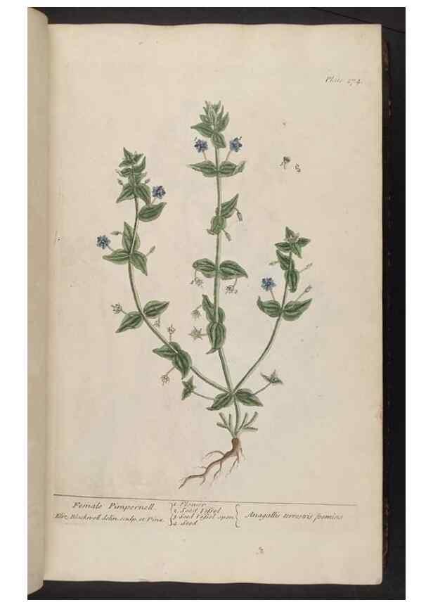 Reproducción/Reproduction 8361109701: A curious herbal. London : Printed for Samuel Harding, 1737-1739.