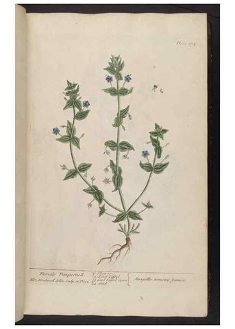 Reproducción/Reproduction 8361109701: A curious herbal. London : Printed for Samuel Harding, 1737-1739.