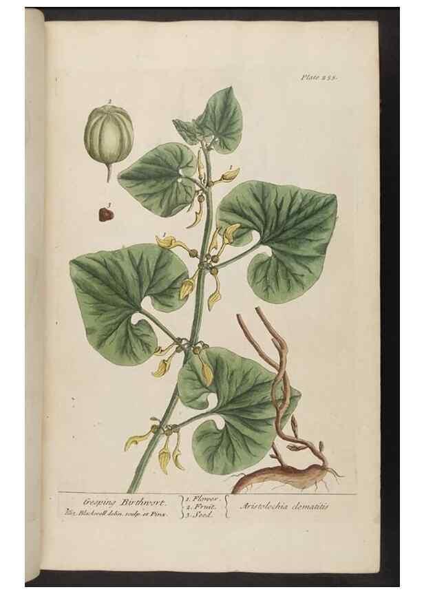 Reproducción/Reproduction 8362166208: A curious herbal. London : Printed for Samuel Harding, 1737-1739.