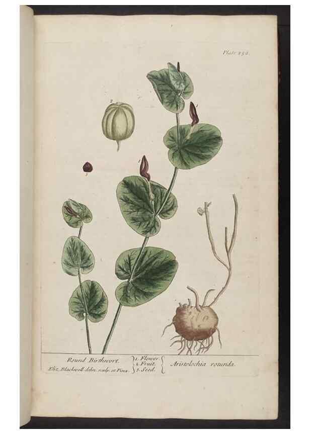 Reproducción/Reproduction 8362166462: A curious herbal. London : Printed for Samuel Harding, 1737-1739.