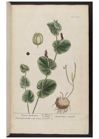 Reproducción/Reproduction 8362166462: A curious herbal. London : Printed for Samuel Harding, 1737-1739.