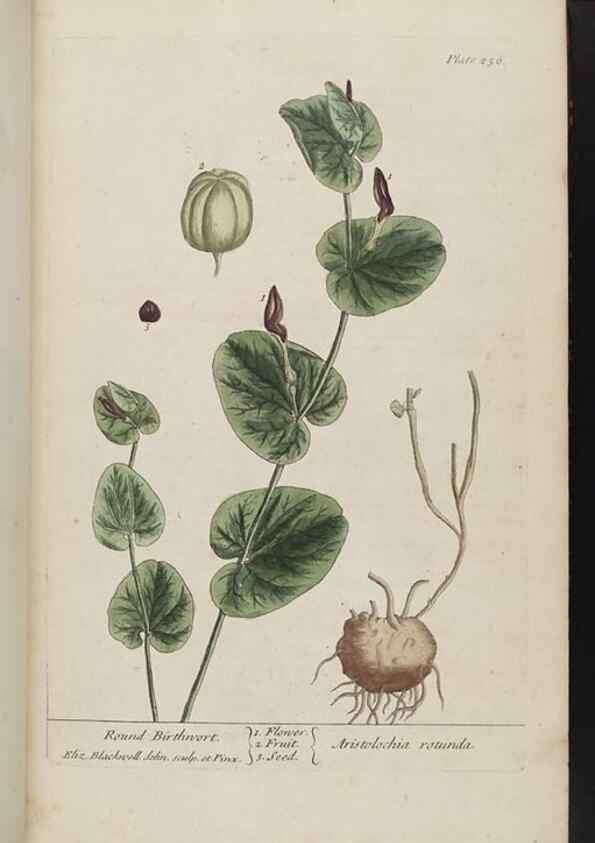 Reproducción/Reproduction 8362166462: A curious herbal. London : Printed for Samuel Harding, 1737-1739.