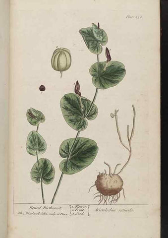 Reproducción/Reproduction 8362166462: A curious herbal. London : Printed for Samuel Harding, 1737-1739.