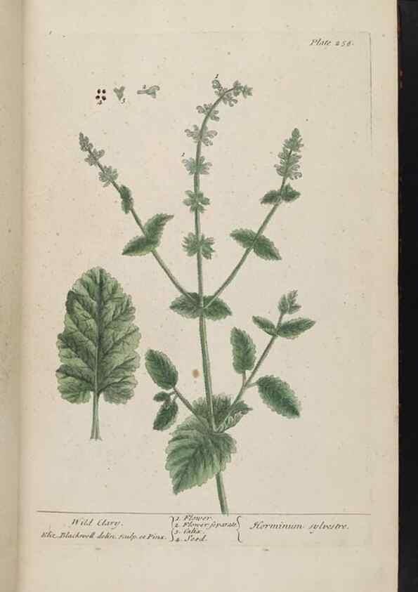 Reproducción/Reproduction 8361105623: A curious herbal. London : Printed for Samuel Harding, 1737-1739.