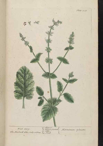 Reproducción/Reproduction 8361105623: A curious herbal. London : Printed for Samuel Harding, 1737-1739.