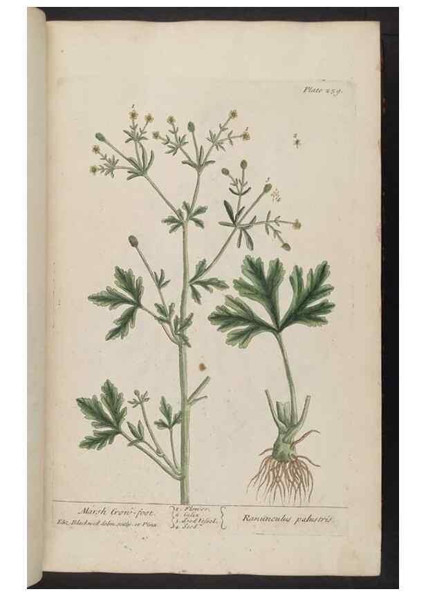 Reproducción/Reproduction 8361105901: A curious herbal. London : Printed for Samuel Harding, 1737-1739.