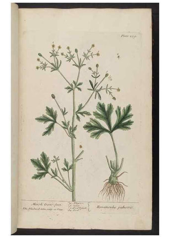 Reproducción/Reproduction 8361105901: A curious herbal. London : Printed for Samuel Harding, 1737-1739.
