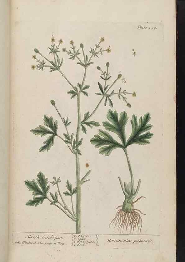 Reproducción/Reproduction 8361105901: A curious herbal. London : Printed for Samuel Harding, 1737-1739.