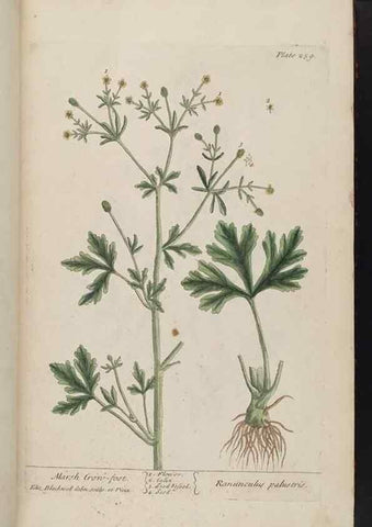 Reproducción/Reproduction 8361105901: A curious herbal. London : Printed for Samuel Harding, 1737-1739.