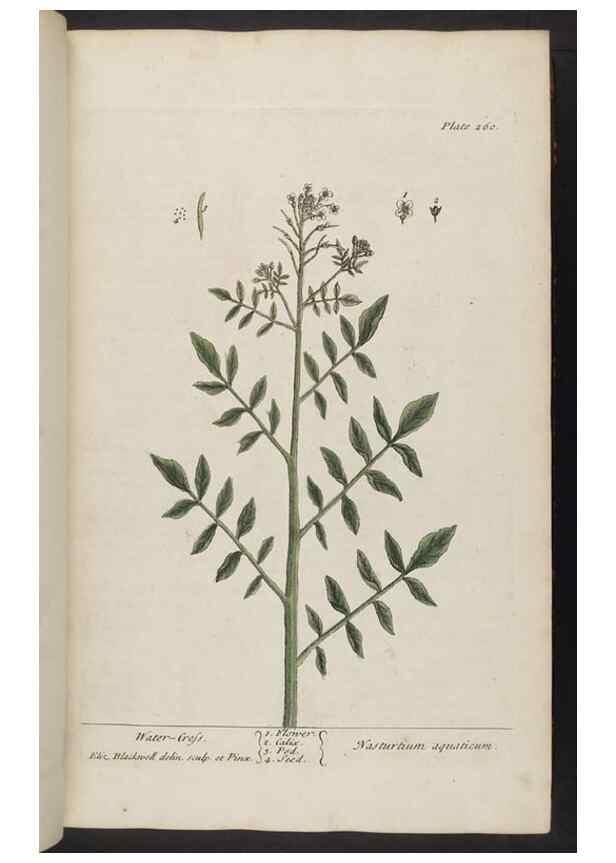 Reproducción/Reproduction 8362167562: A curious herbal. London : Printed for Samuel Harding, 1737-1739.