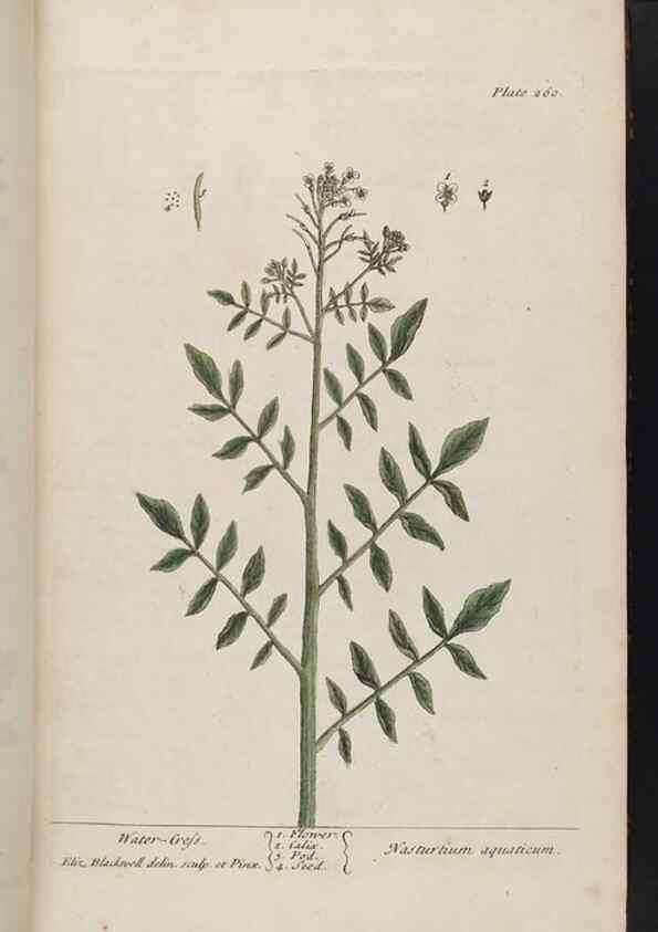 Reproducción/Reproduction 8362167562: A curious herbal. London : Printed for Samuel Harding, 1737-1739.