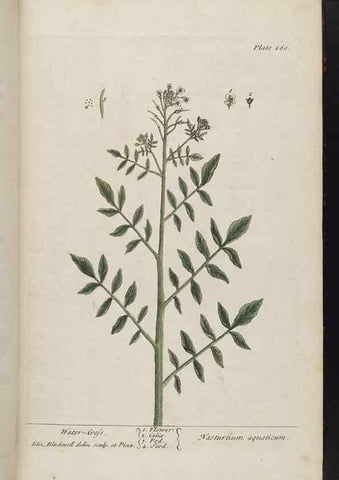 Reproducción/Reproduction 8362167562: A curious herbal. London : Printed for Samuel Harding, 1737-1739.