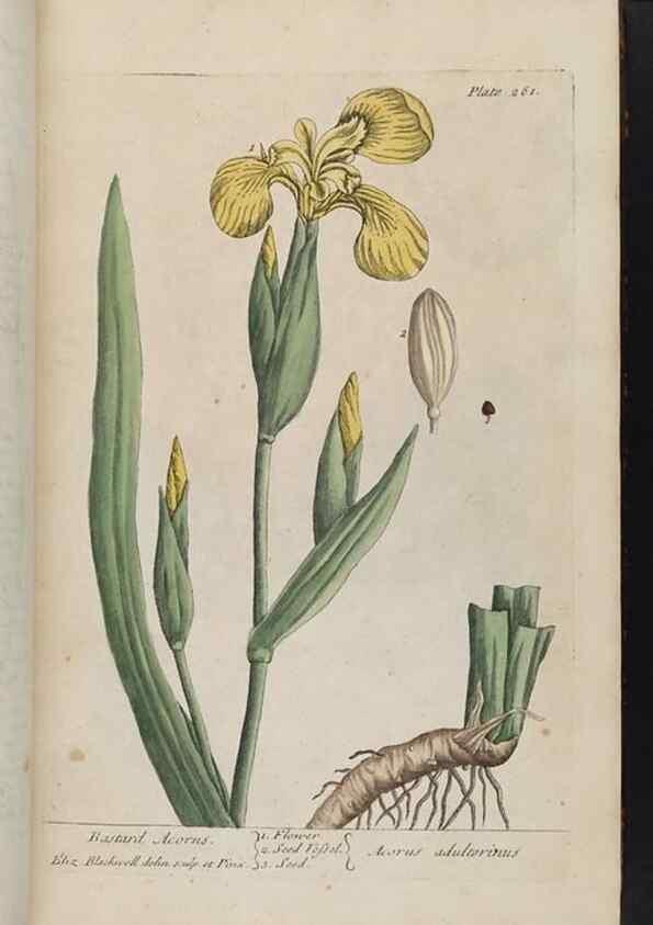 Reproducción/Reproduction 8361106507: A curious herbal. London : Printed for Samuel Harding, 1737-1739.