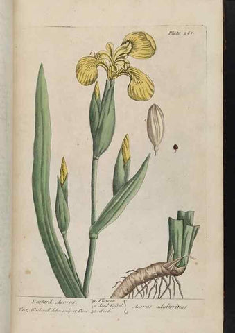 Reproducción/Reproduction 8361106507: A curious herbal. London : Printed for Samuel Harding, 1737-1739.
